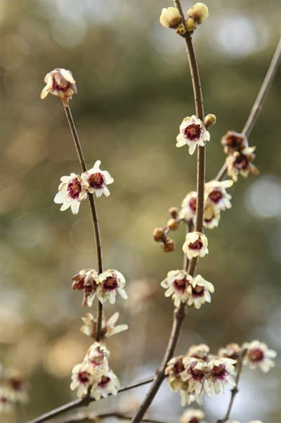 Chimonanthus praecox  Varane taliõis